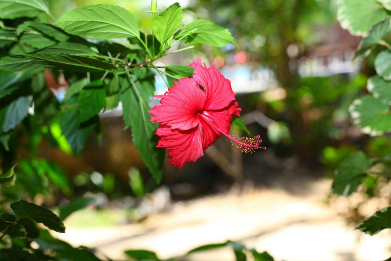 Green Garden Cabanas Tangalle Dış mekan fotoğraf
